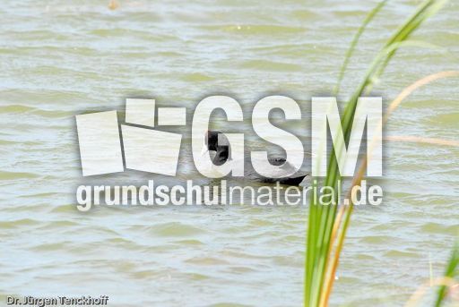 Teichhuhn (1 von 1).jpg